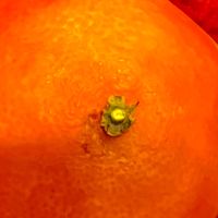 爱媛橙，橙中珍品，甜蜜诱惑！