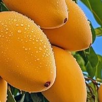 热带水果之王：芒果的甜蜜奥秘