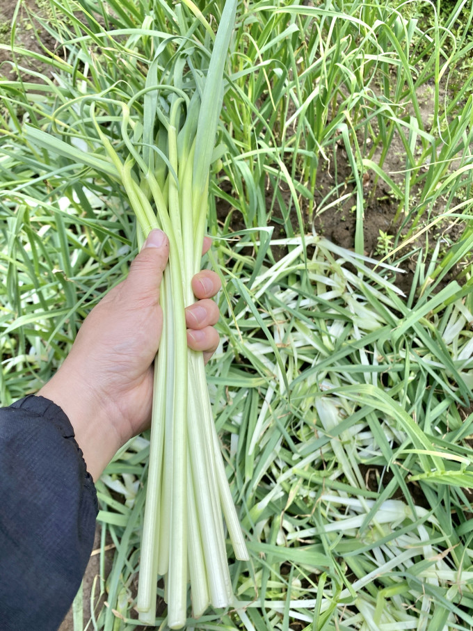 信阳fire生活日记抽蒜苔是怎样的体验