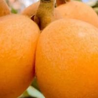 夏季解暑佳品：枇杷的多种食疗方法