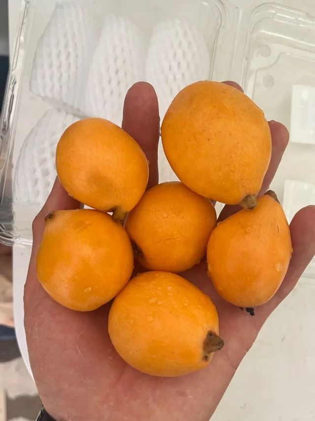 春日必吃水果 | 福建云霄枇杷太绝了