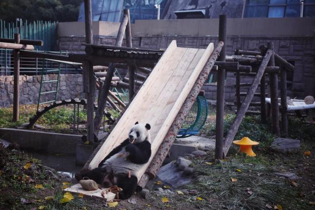 北京动物园五一焕新：21种珍稀动物入驻沉浸式生态家园
