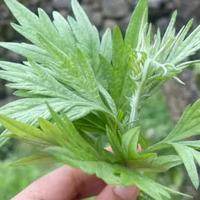 夏天蚊子最怕这6种绿植！家里种上，过无蚊清爽夏天