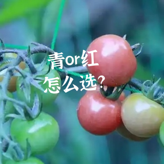 青色小番茄是否智商税？优缺点详解
