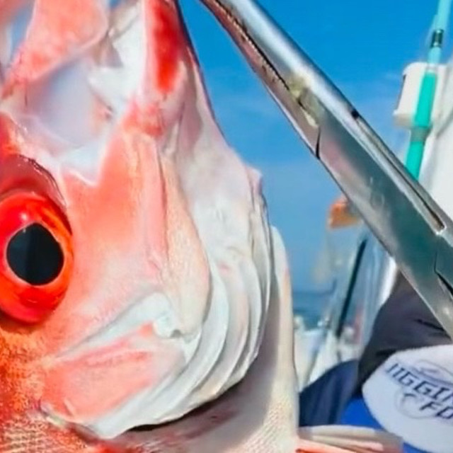 这些稀有鱼类你见过吗？万宁钓获的艺术品