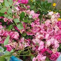 “养了7年的月季后，我出坑了”，以为是岁月静好，其实不堪重负