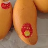 水仙芒和金煌芒果的区别，哪种好吃又甜度高？