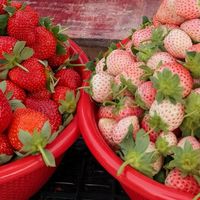 红白草莓对比：高价白草莓是否值得买单？