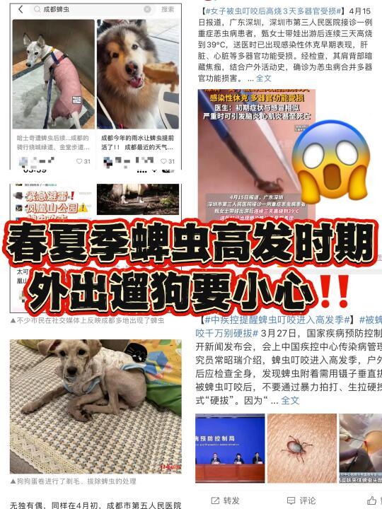 春夏季蜱虫高发时期！遛狗千万要注意驱虫‼