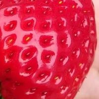 春季水果明星：草莓的营养价值与美味