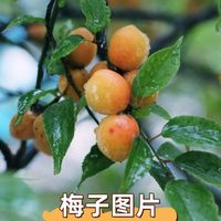 梅子什么时候成熟？啥时间最好吃？