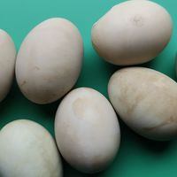 鸭蛋不咸才好吃！两款咸鸭蛋横评