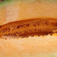 挑选甜哈密瓜的秘诀