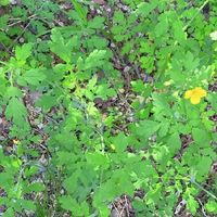 win卸载神器来袭免费又全能wpu彻底清除不留痕