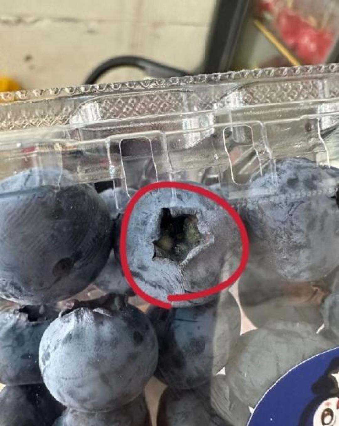 蓝莓肚脐眼暗藏霉菌风险?正确清洗储存及避坑指南来了