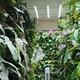 花了3年，打造“1500棵蝴蝶兰花墙”，花开时，我被惊艳了！