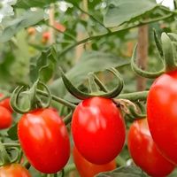 你有好果子吃了-春季篇：玛瑙般的圣女果，点亮春日好滋味！