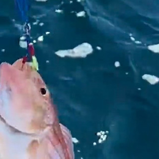 秦皇岛葡萄岛海钓体验全解析：新手友好型“开盲盒”式海上狂欢