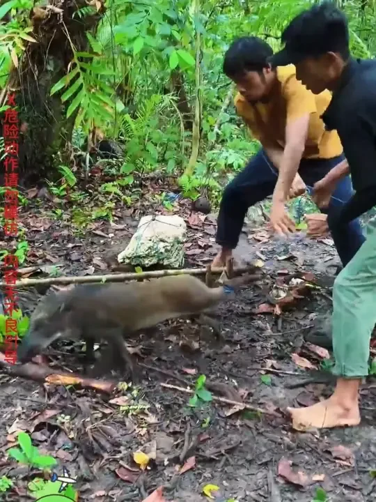马鲁古群岛生存 搭建庇护所布置野猪陷阱后开始潜水找食物，竟发现大量海螺和龙虾！#荒岛求生 #荒岛生存  #荒野求生 #户外