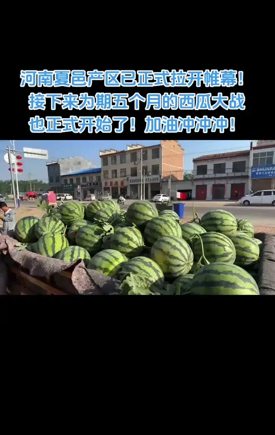 夏邑产区正式拉开帷幕。#用心挑出来的西瓜不一样 #农产品交易平台推荐 #西瓜 #原产地采购