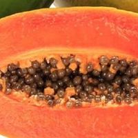 3月份的木瓜是反季节吗？内行给你建议！