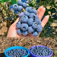 嘉宝果和蓝莓有区别吗？这些惊人差异你知道吗？