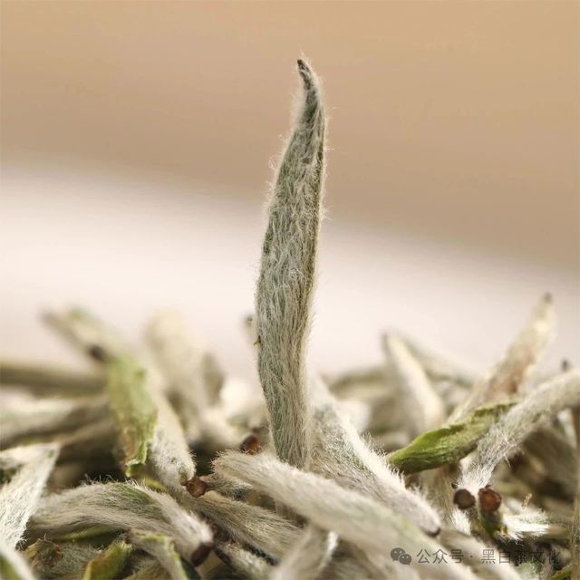 探秘白茶茶毫：守护自然馈赠，缔造极致风味