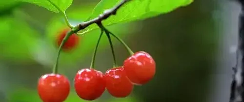 吃对这8种春日限定鲜果，养颜润燥还能瘦出小蛮腰！