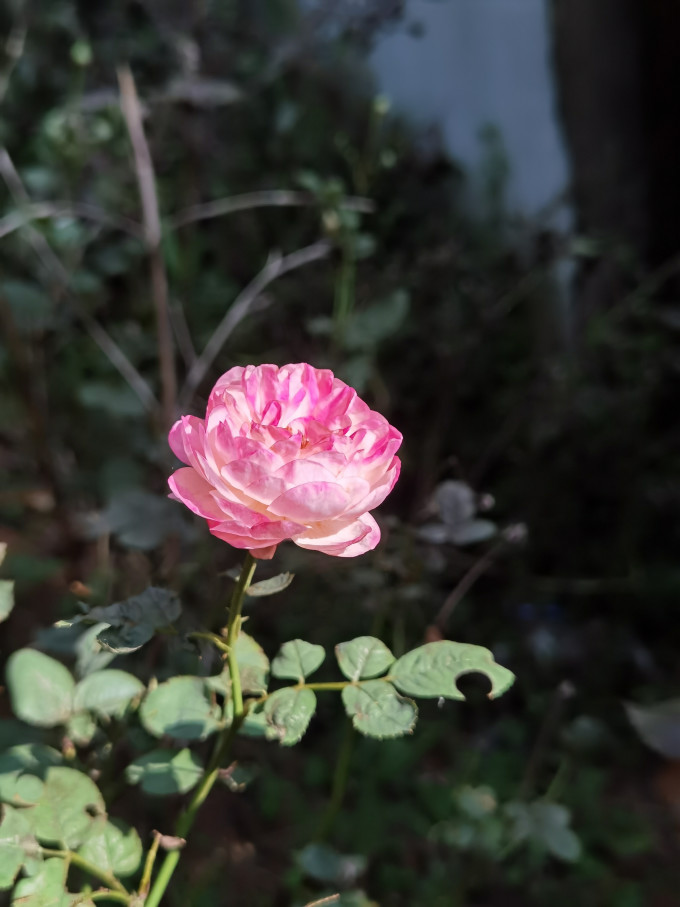 鲜花
