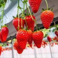 春香草莓和久久草莓的区别，哪种好吃又甜？