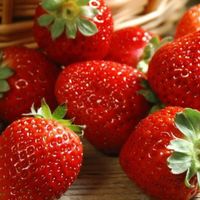 春季篇——草莓