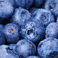 春季水果——蓝莓  藏在蓝紫色里的甜蜜