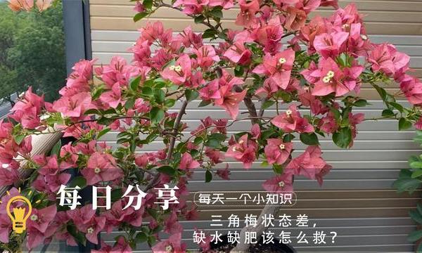 三角梅状态差，缺水缺肥该怎么救？