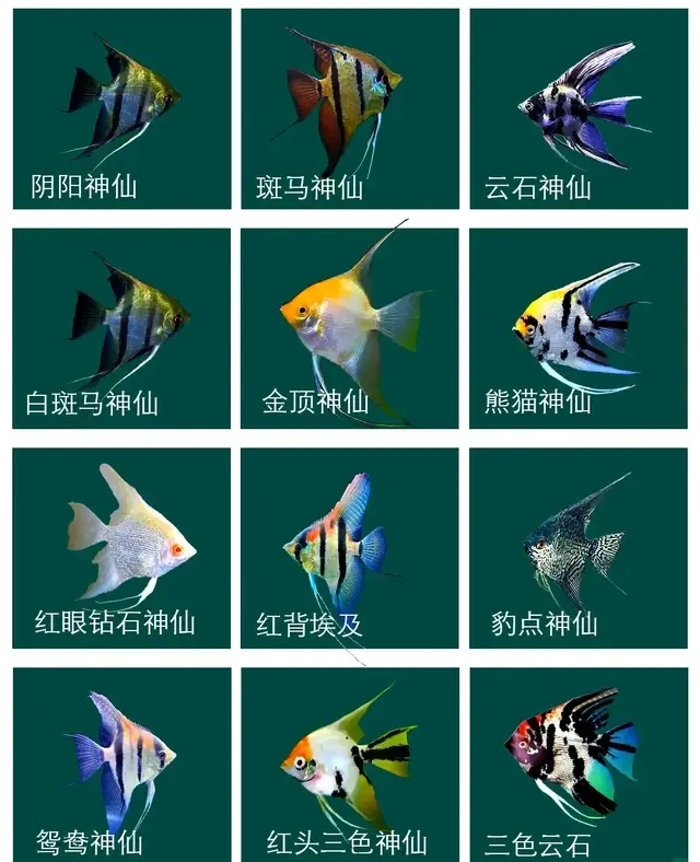 神仙鱼饲养指南：轻松拥有梦幻水族箱！