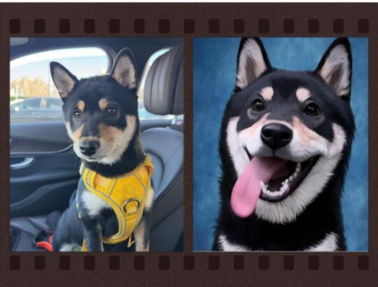 柴犬发腮其实不太难