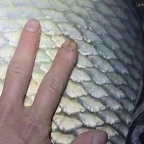 露营新宠：汉鼎洛铭鱼竿，解锁钓鱼新姿势
