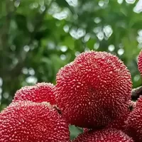荔枝与杨梅——夏日里的红宝石与紫水晶