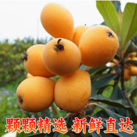 【限时尝鲜】摘果欢米易枇杷，来自阳光之城的甜蜜馈赠