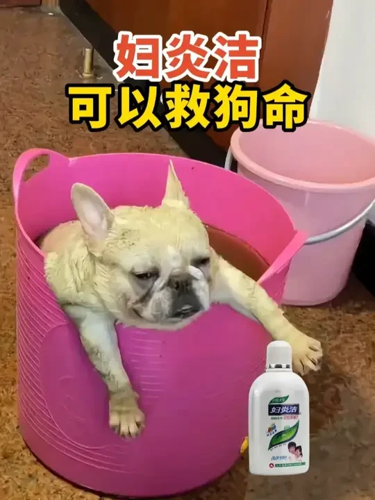 养狗人一定要知道，妇炎洁对养狗有大用 #养狗经验分享 #科学养宠攻略 #狗狗 #宠物 #宠物驱虫