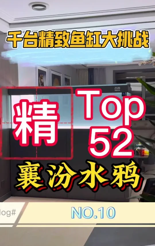 水鸦定制屏风款，完美融入装修风格，可怜的罗汉没住上大别墅。全国装缸置换-山西站！#龙鱼 #红龙 #养鱼人 #观赏鱼