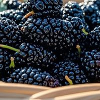 桑葚：舌尖上的健康宝藏与新吃法探索