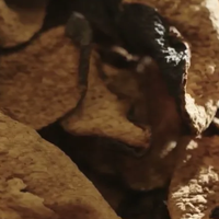 陈皮：粤菜瑰宝，养生百搭圣品