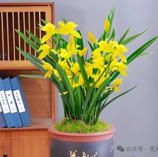建兰：家居美学新宠！这株“文人草”如何让你的家秒变高级？