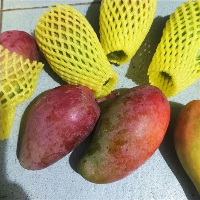 京鲜生芒果