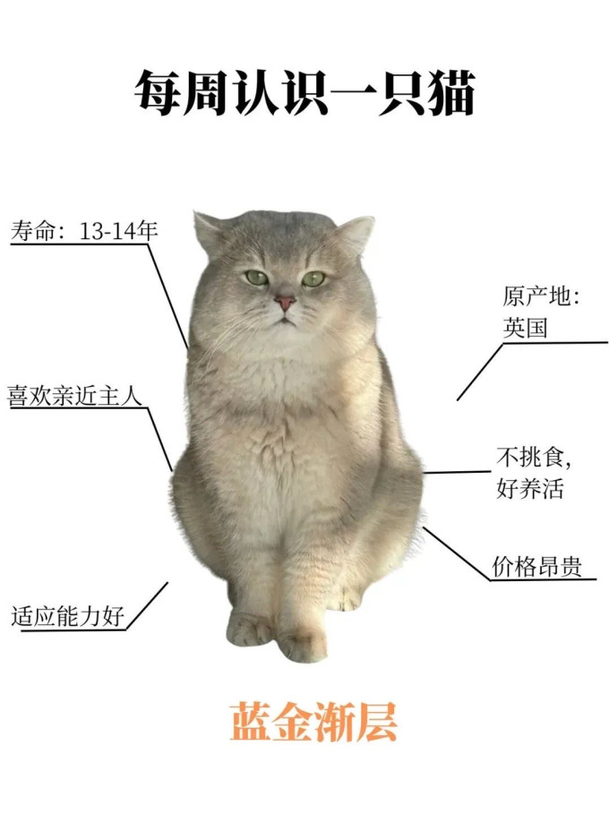 猫咪