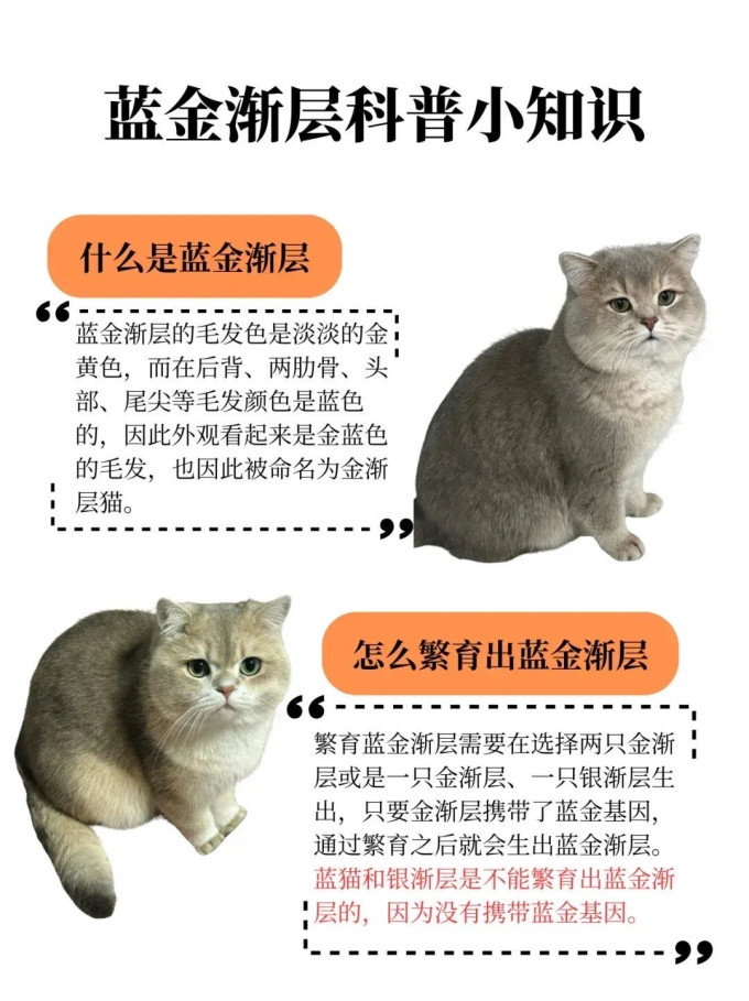 猫咪