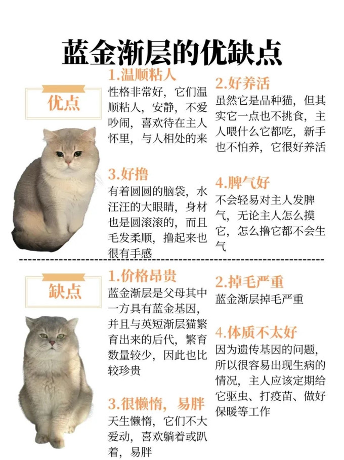猫咪