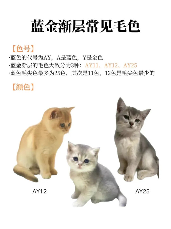 猫咪