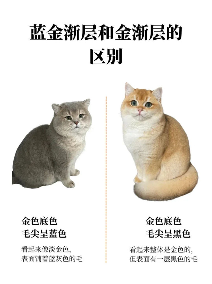 猫咪