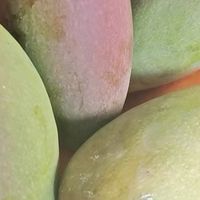 春日限定甜蜜！海南芒果一口沦陷